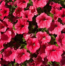 6 Trailing Petunia Surfinia