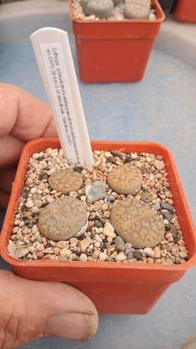 Lithops pseudotruncatella - , ex