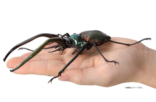 Japan darwin beetle - darwin's, /