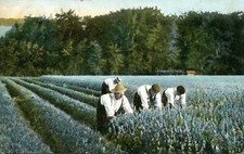 Vintage P/card Cutting  the