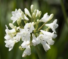 WHITE Agapanthas - 5 plants