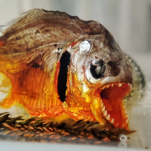 Creepy piranha fish - sea, urchin