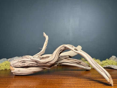 Manzanita driftwood - 15”,
