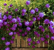 1 PURPLE FRAGRANT CLIMBING