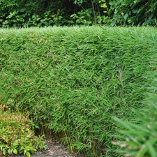 Bamboo Fargesia rufa - Evergreen - 2 Plants - Green Bamboo for