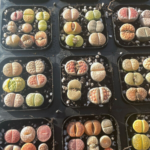 9pcs vibrant lithops - 3/4/6/9pcs,