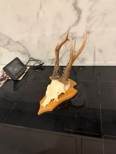 Vintage Roe Deer Antlers on