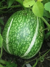 PUMPKIN ANGEL'S HAIR - FIG