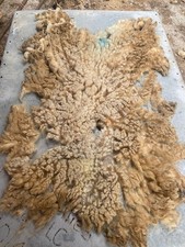 Norfolk Horn Raw Unwashed Sheep Fleece For Spinning, Felting, Weaving 0.9Kg