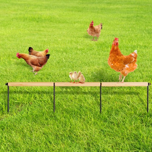 Chicken toys extra long - chicken,