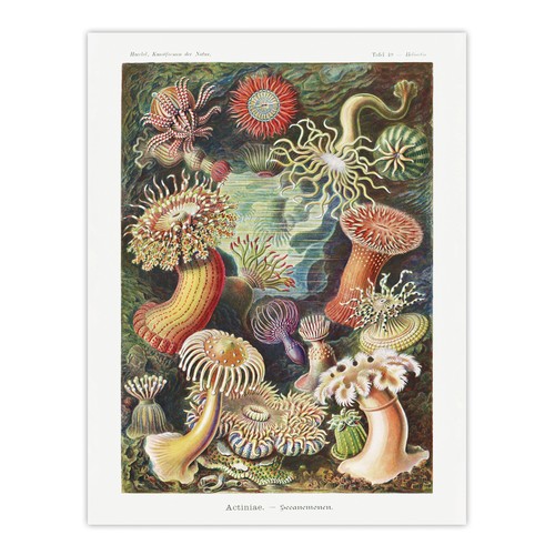 Sea anemone marine - sea, landscape