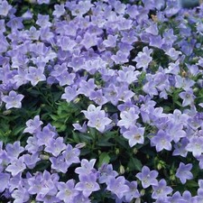 Campanula Yvonne Plug Plants