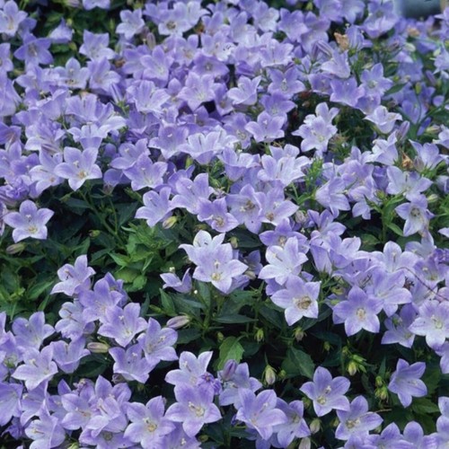 Campanula yvonne plug - campanula, plants