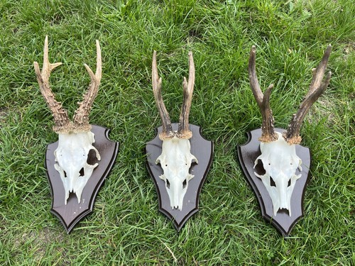 Nice roe deer buck - 3x, deer/buck