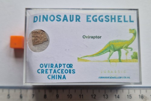 Real dinosaur eggshell - dinosaur,