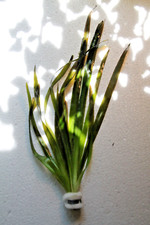 Vallisneria gigantea, giant Vallisneria, federal plant, aquatic plant, aquarium