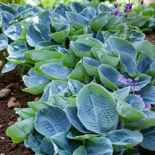 Hosta Big Daddy Plant in 2L