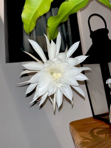 Epiphyllum oxypetalum kadupul - oxypetalum, (kadupul
