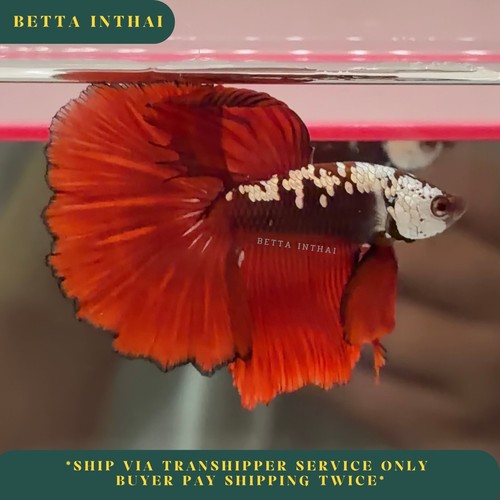 Live betta red samurai - betta,