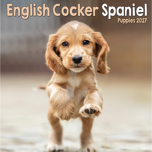 English cocker spaniel - cocker,