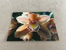 A PHOTOGRAPH OF AN ORCHID