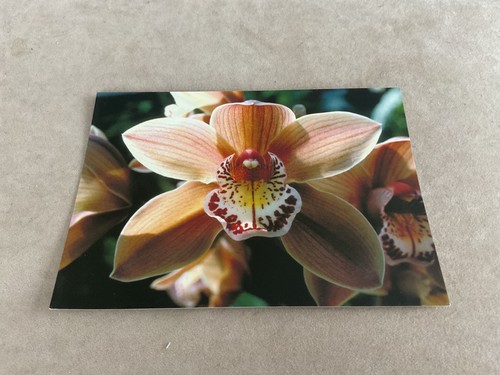 Photograph an orchid - photograph,