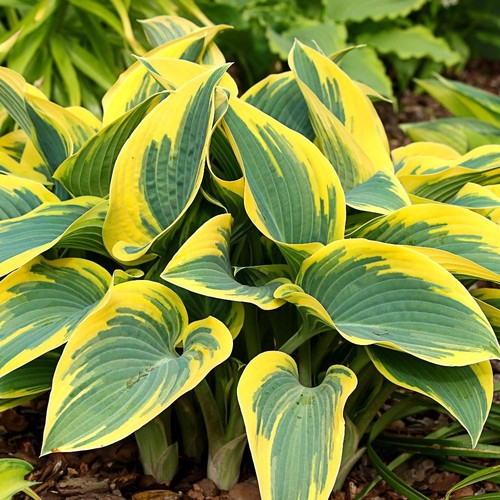 Hosta first frost - hosta, 'first