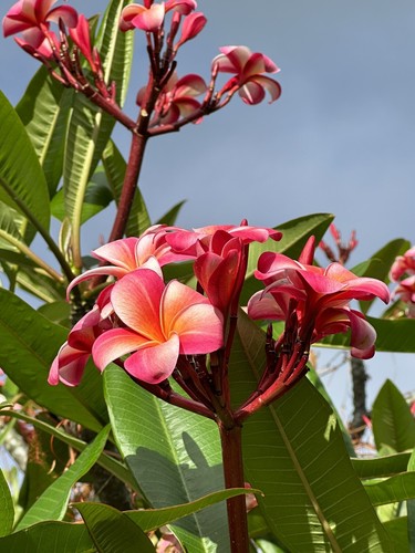 Pink plumeria fresh starter - fresh,