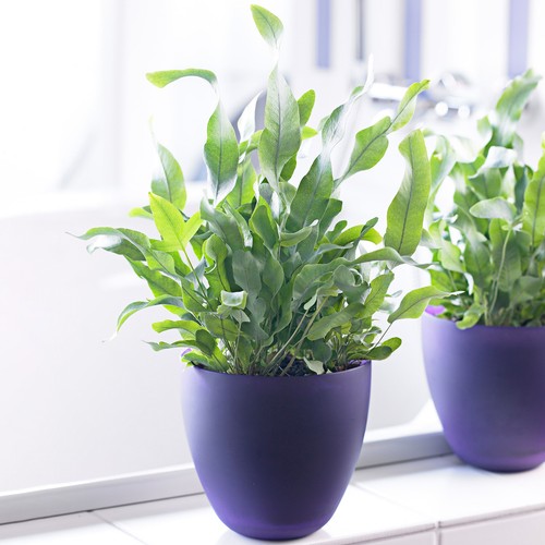 Phlebodium blue star plant - phlebodium,