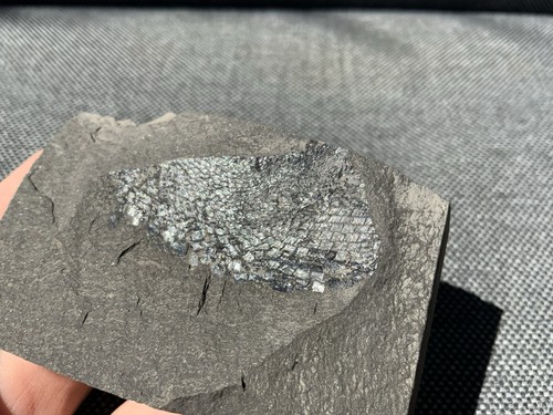Rare fossil fish scales - fossil,