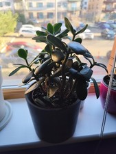 Jade Plant Money Tree ( medium
