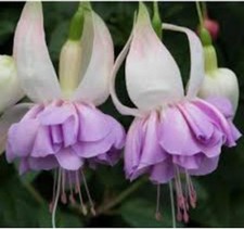 Fuchsia Giant Trailing