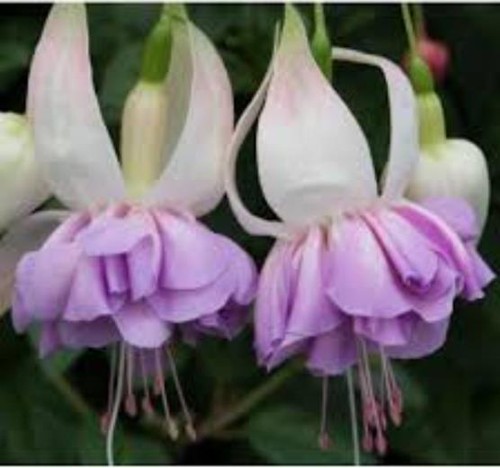 Fuchsia giant trailing - giant,