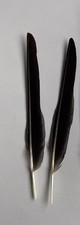 2 Black Crow Feathers Arts Crafts Hat Costume [FREE P&P]