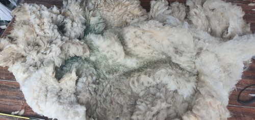 Ave staple raw sheep - staple,