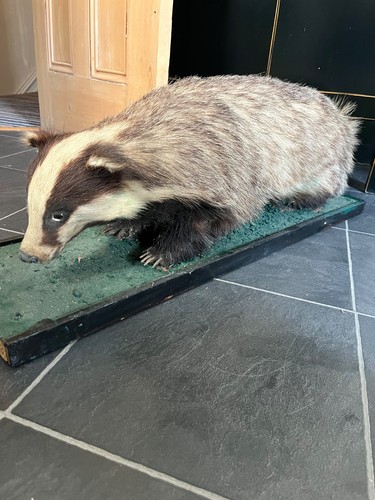Taxidermy adult badger legal - taxidermy,