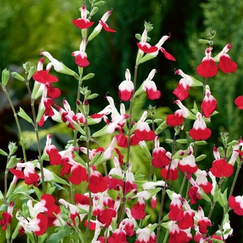 Salvia hot lips plant 9cm - salvia,
