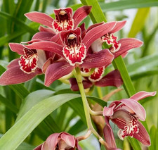 Cymbidium Pywacket 'Red Panther' orchid plant