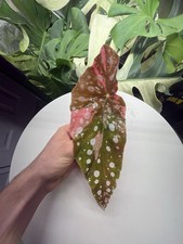 Rare Begonia Maculata Pink Variegated