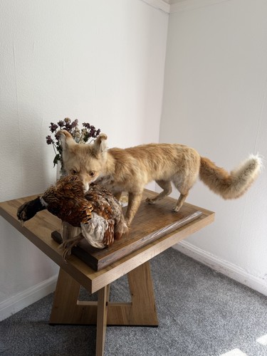 Taxidermy red fox full - taxidermy,