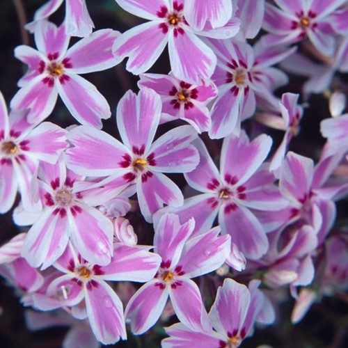 Phlox plug plants - garden, pink