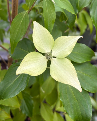 Cornus kousa flower tower - flower,