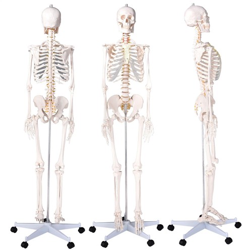 Life size skeleton model - life-size,