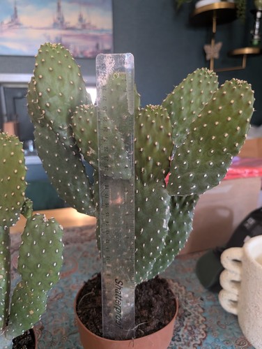 Opuntia rubescens consolea - x1,