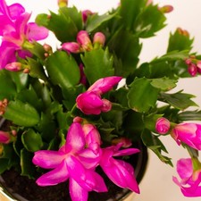 Christmas Cactus Purple Indoor Plant in 10cm Pot - Schlumbergera Cacti 
