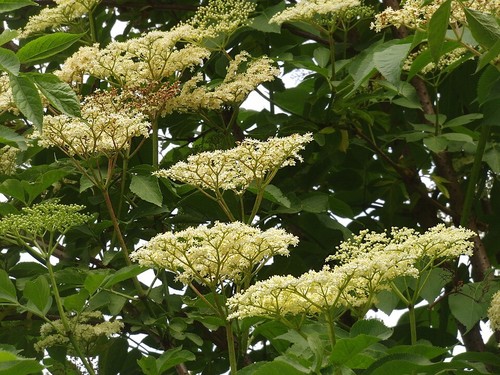 Wild elder sambucus - [sambucus, nigra]