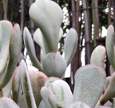 Silver Dollar Plant 'Crassula