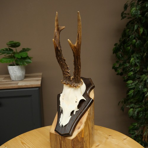 Rehbock roe deer antler - roe,