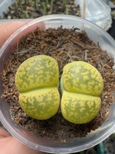 Beautiful colorful double head