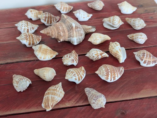 Sea shells bundle inch 1 - bundle, 24